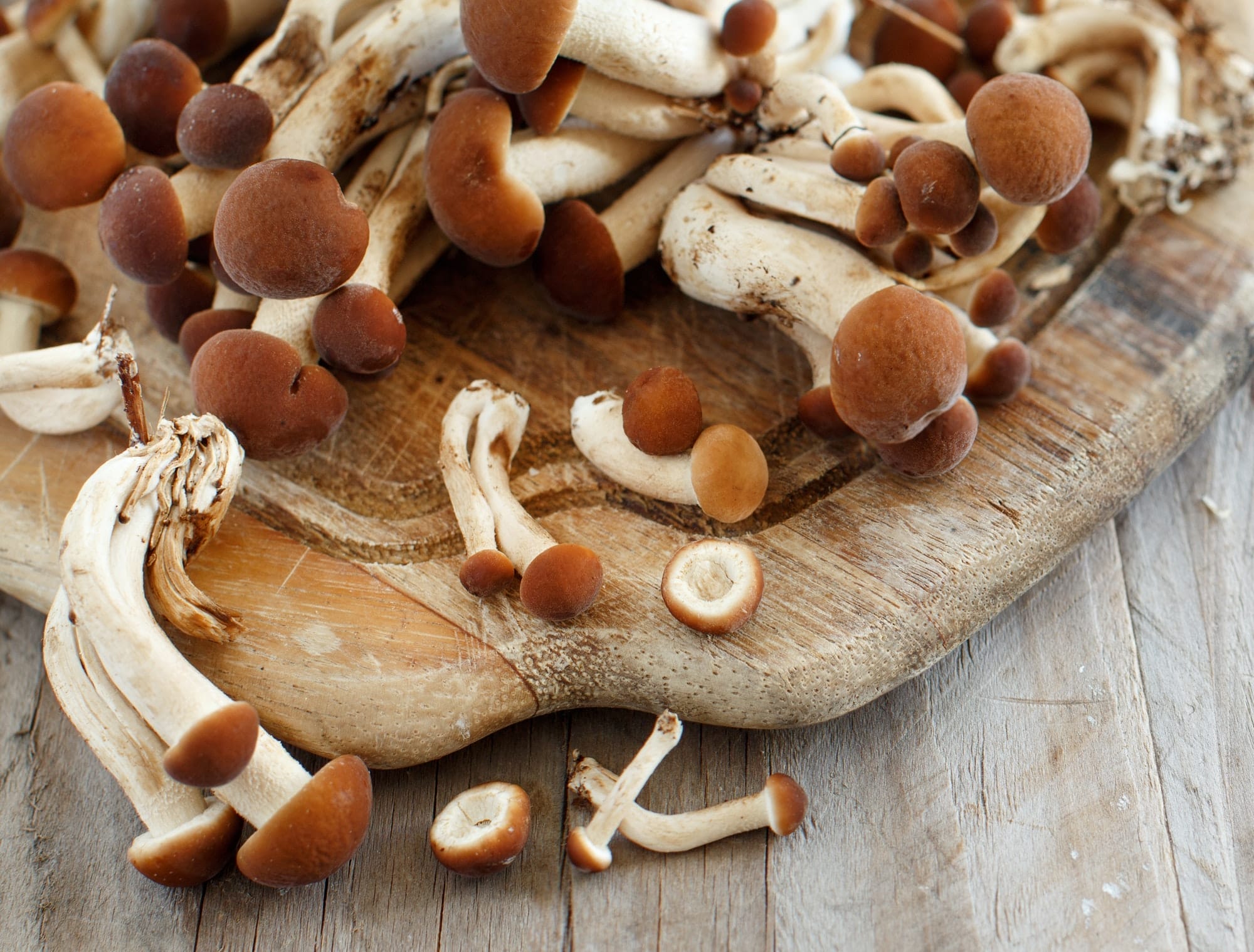 Agrocybe aegerita mushrooms (Pioppino)